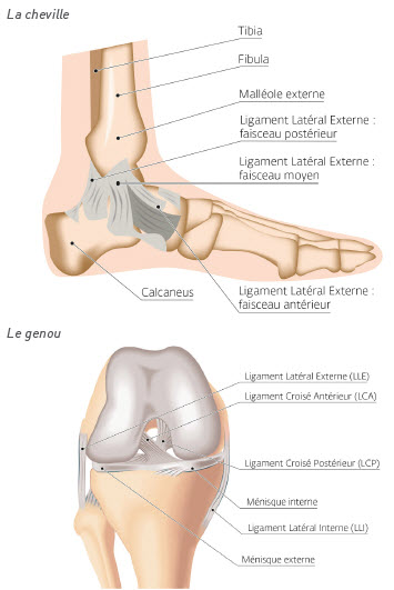 planches anatomiques genou et cheville