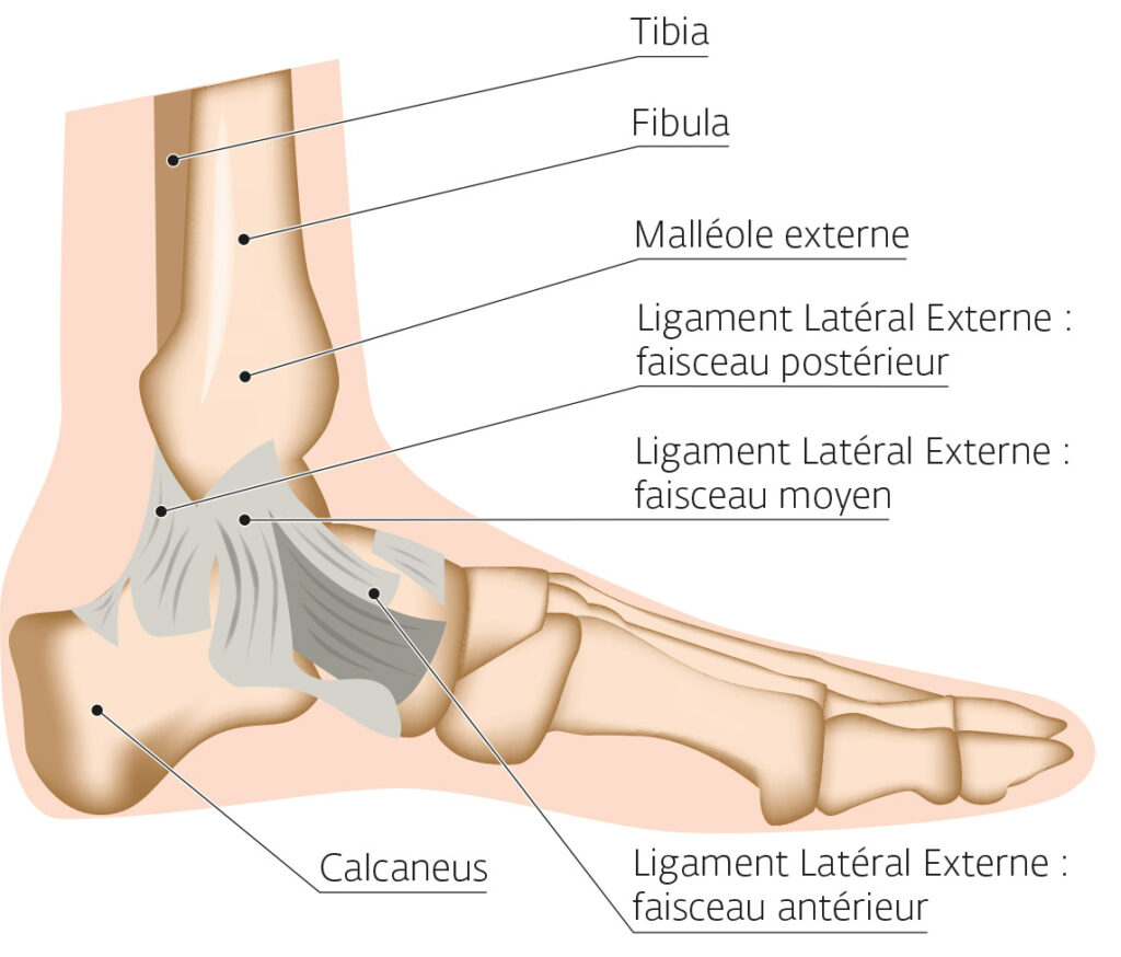 Planche anatomique cheville - os et ligaments