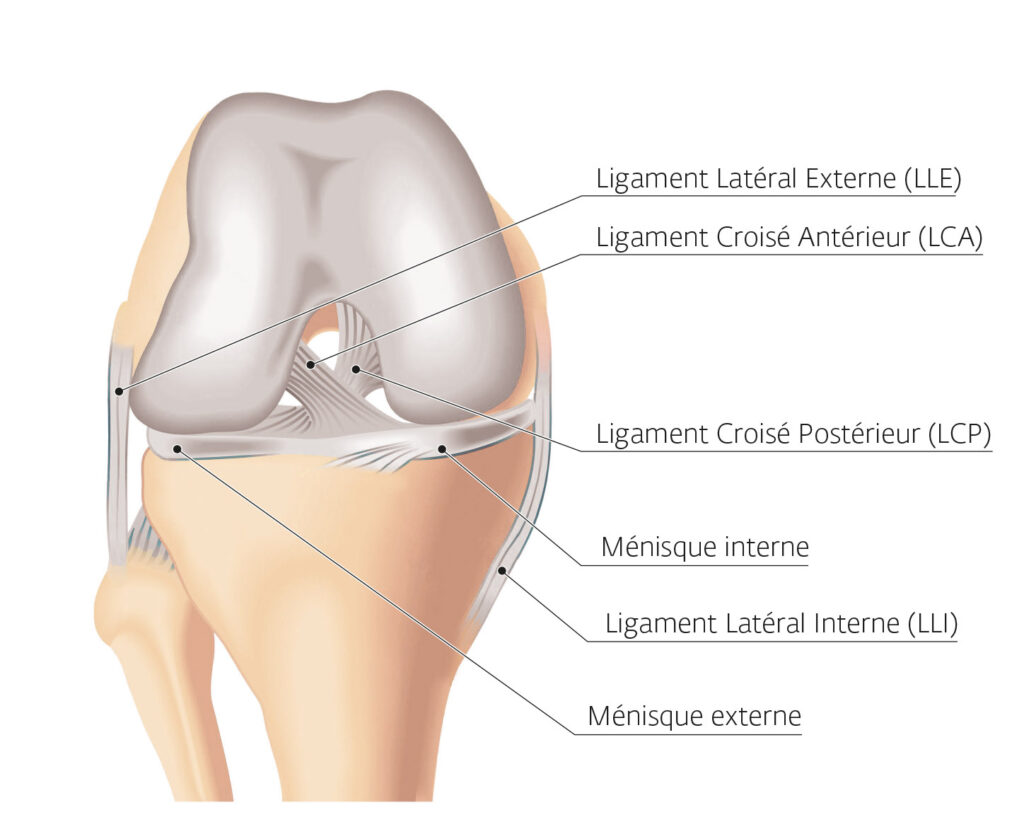 planche anatomique genou ligaments