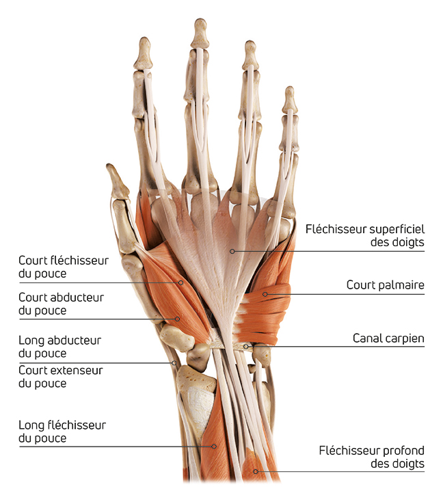 anatomie de la main