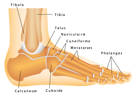 Schéma pied - nomination des os