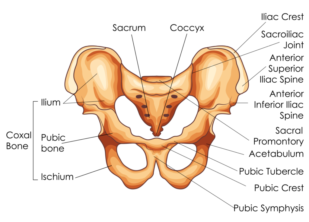 Anatomie zone douleurs sacro-iliaques